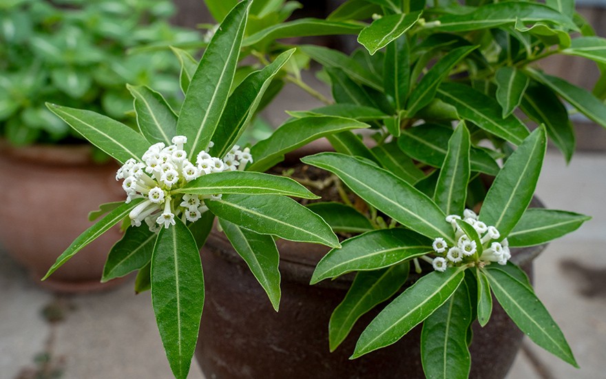 Schokoladen-Jasmin (Pflanze)