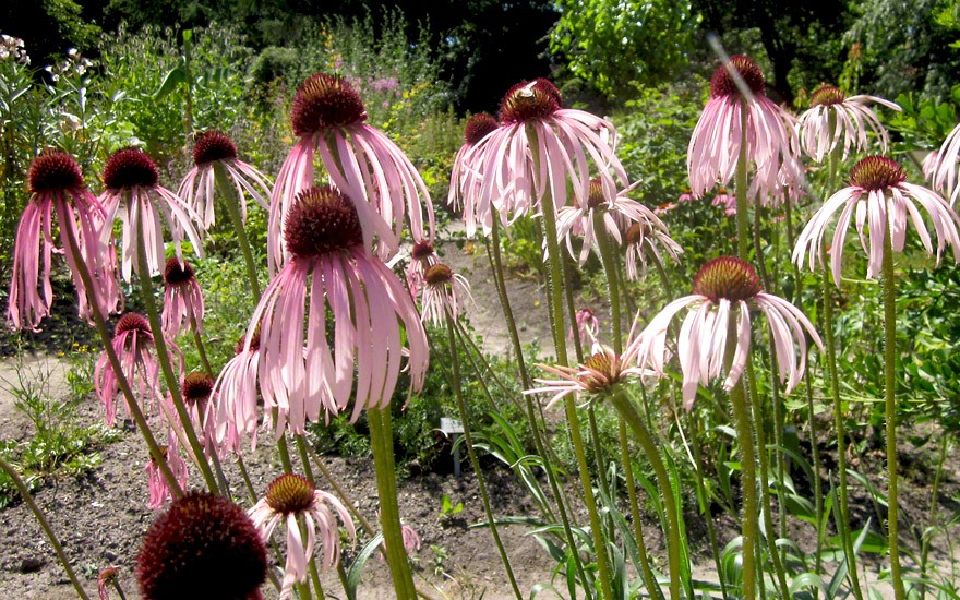 Echinacea, schmalblättrig (Saatgut)