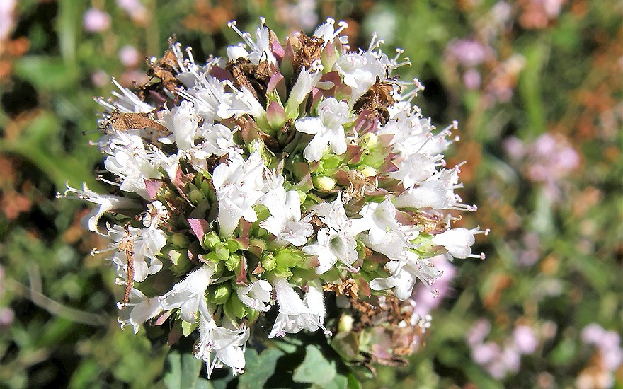 Spanischer Oregano (Saatgut)