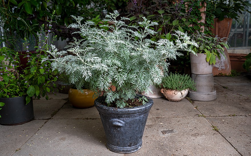 Strauch-Wermut (Pflanze)