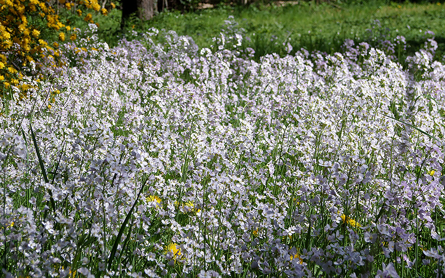 Wiesenschaumkraut (Saatgut)