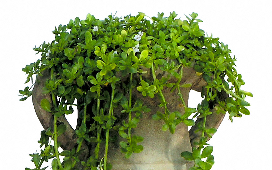 Brahmi (Pflanze)