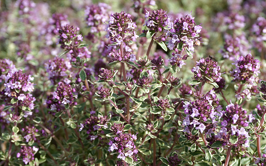 Silberthymian (Pflanze)