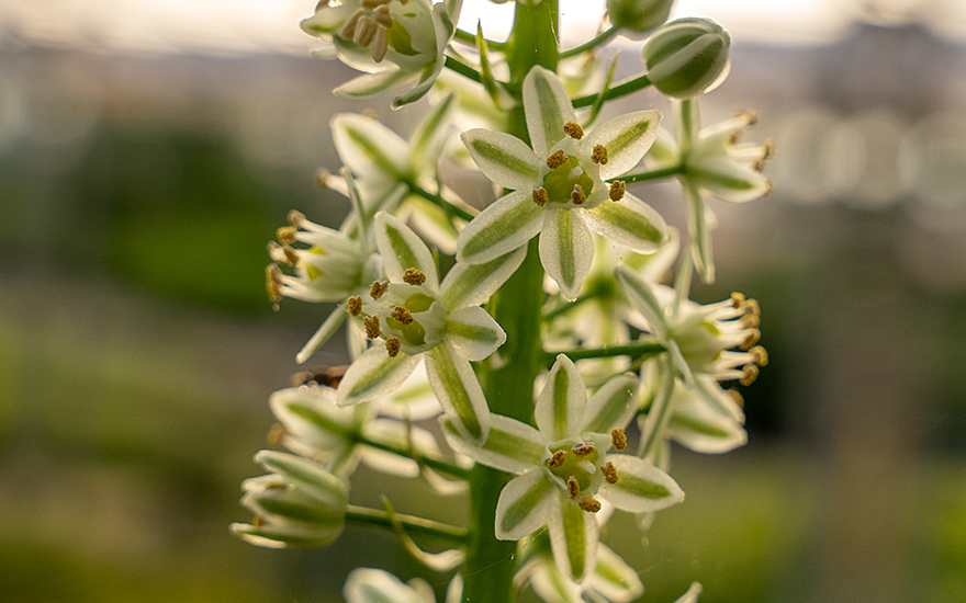 Meerzwiebel, Heilzwiebel (Saatgut)