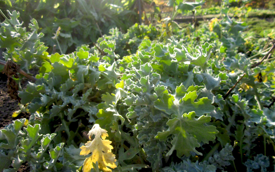 Hornmohn, gelb blühend (Saatgut)