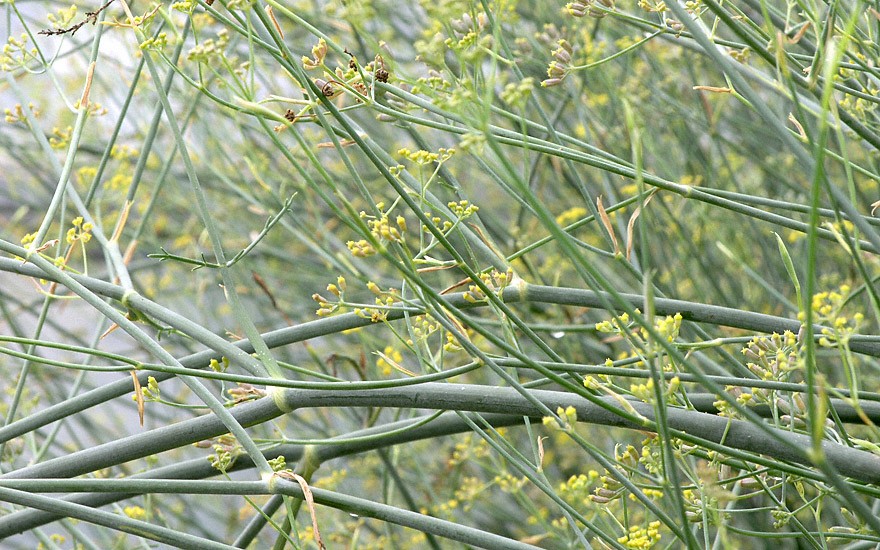 Sizilianischer Gewürzfenchel (Saatgut)