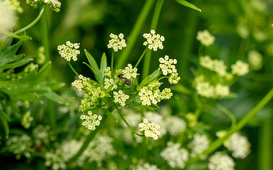 Wilde Sellerie (Saatgut)