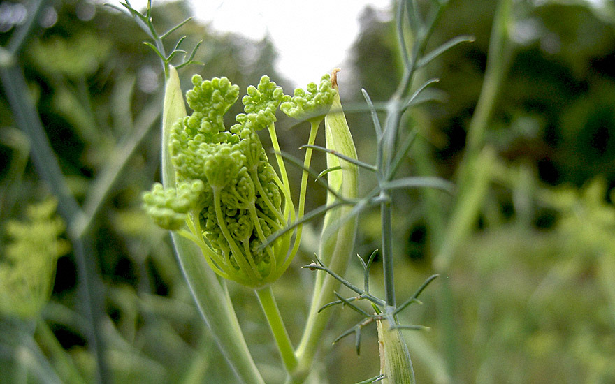 Gewürzfenchel (Saatgut)