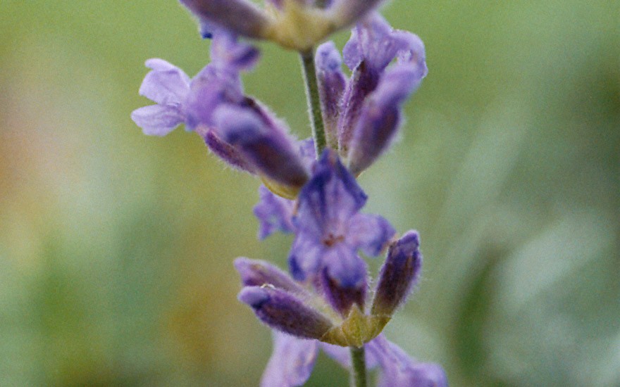 Lavendel 'Royal Purple' (Pflanze)