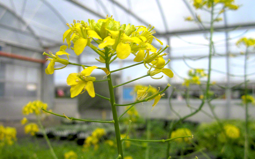 Afghanische Rucola (Saatgut)