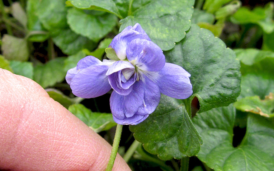 Parmaveilchen (Pflanze)