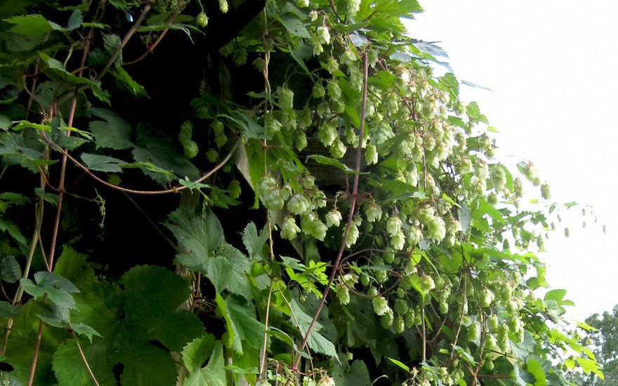 Bierhopfen 'Tettnanger' (Pflanze)