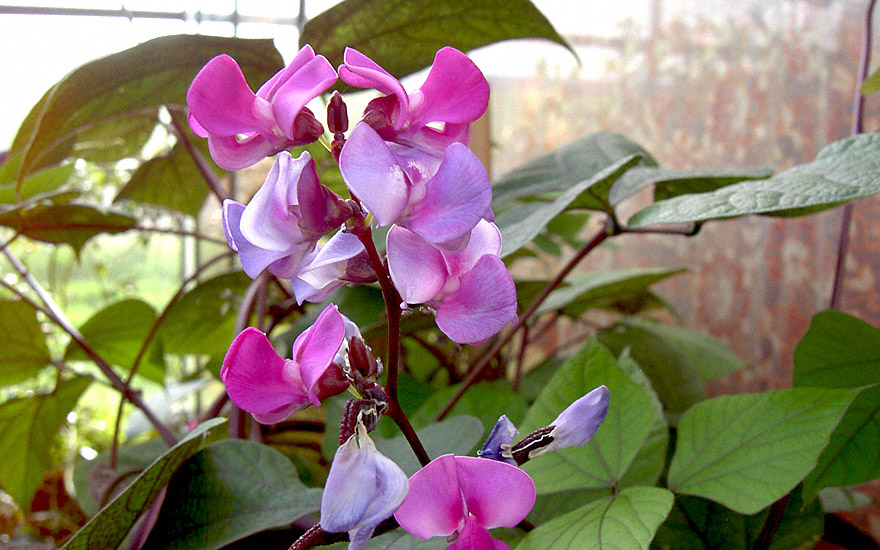 10 Hyazinthe Bohne Lablab Purpureus Blau Violett Weiße Blume Ornamental Ast Saat 
