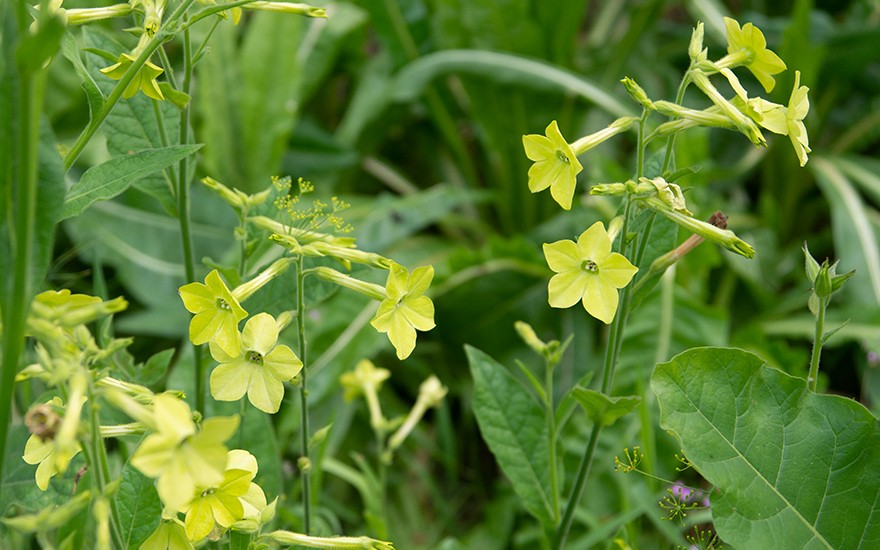 Dufttabak 'Lime Green' (Saatgut)