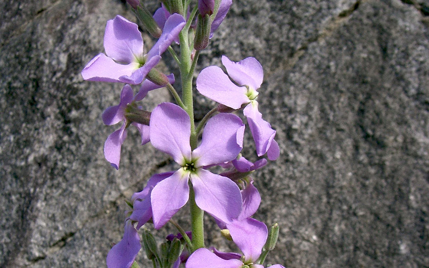 Levkoje (Saatgut)