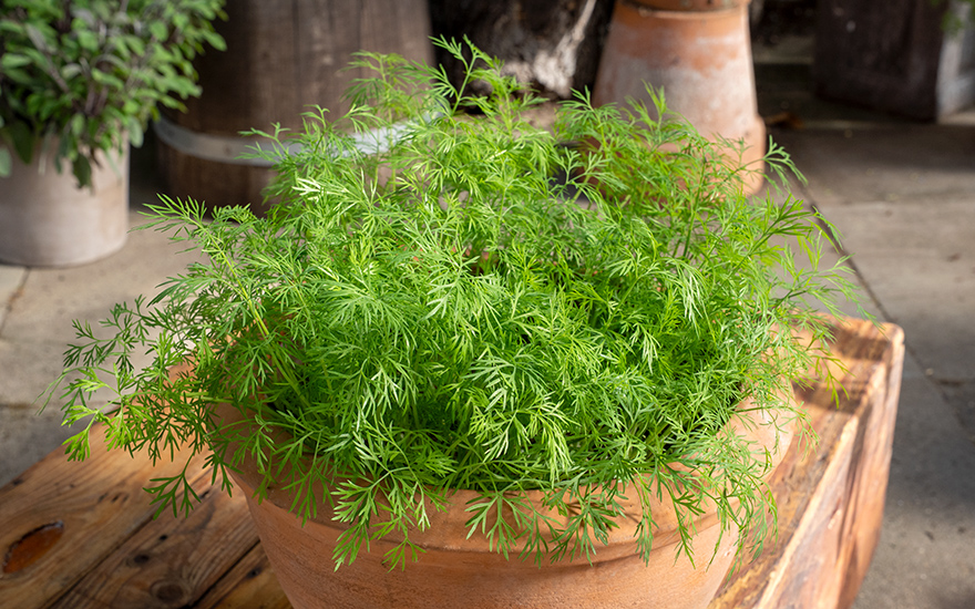 Dill 'Bouquet' (Saatgut)