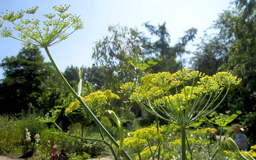 Gewürzfenchel (Saatgut)