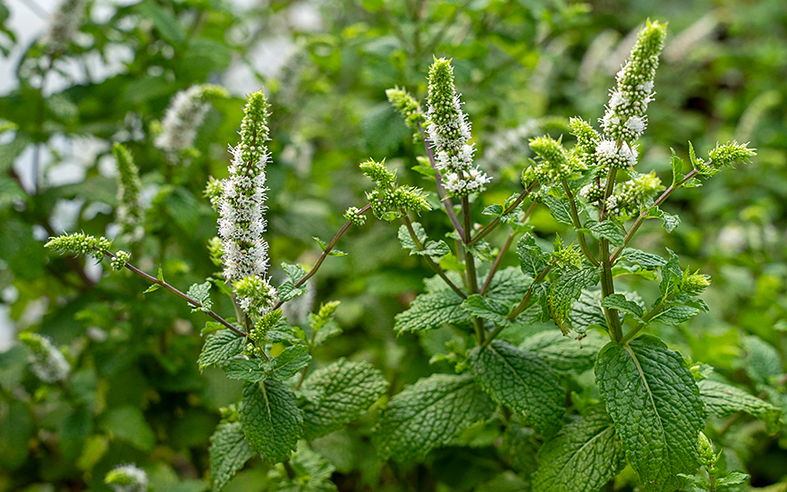 Indische Minze, Pudina (Pflanze)