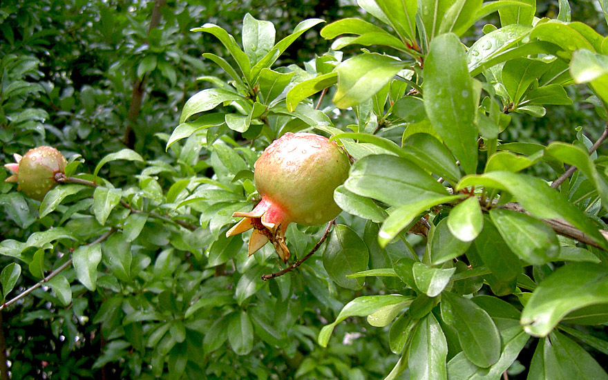 Zwerg-Granatapfel (Saatgut)