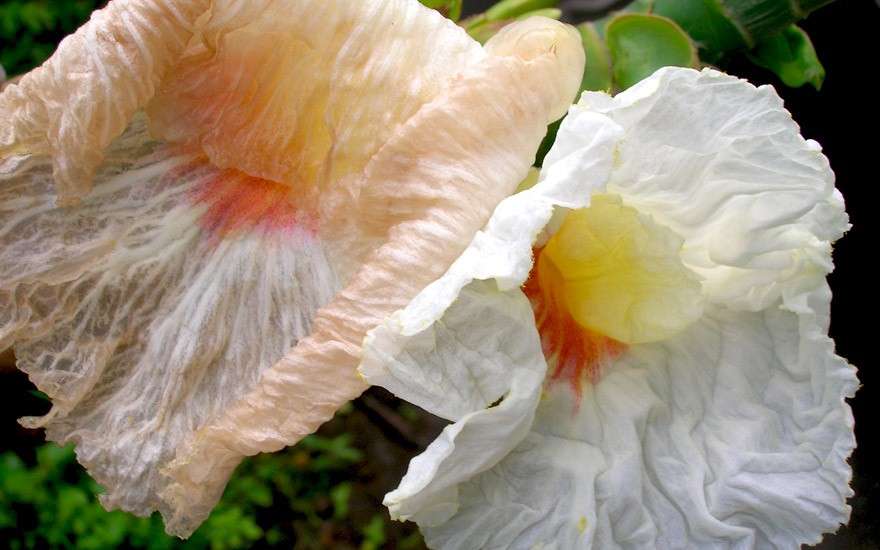 Kreppingwer (Pflanze)