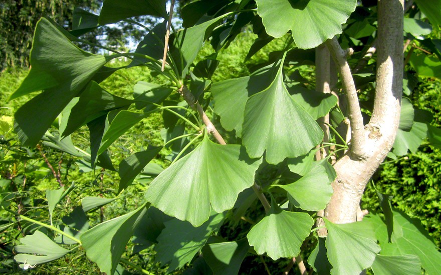 Ginkgo (Pflanze)