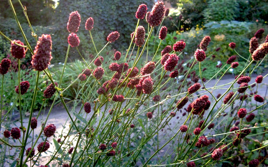 Großer Wiesenknopf (Saatgut)