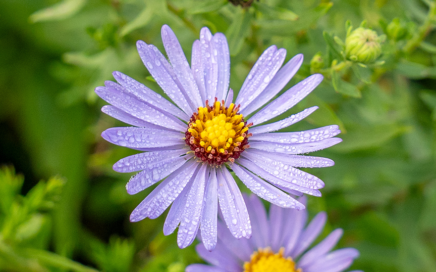 Aromatische Aster (Pflanze)