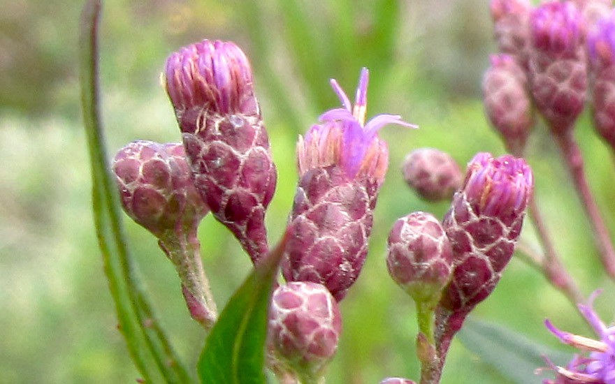 Vernonia (Pflanze)