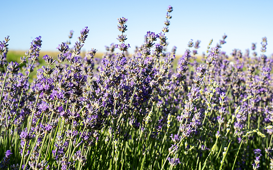 Lavendel &#039;Royal Purple&#039; (Pflanze)