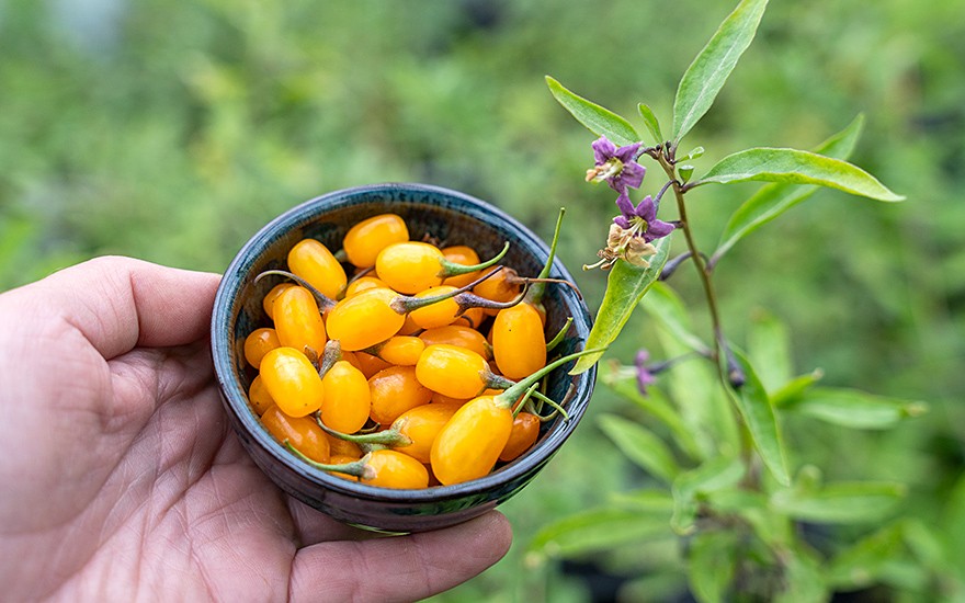 Goji-Beere 'Golden Honey' (Pflanze)
