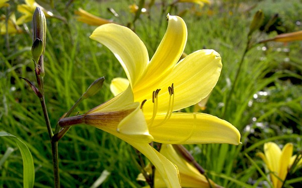 Taglilien | Tagetes-Tuberose | Pflanzen & Saatgut | Rhlemann's Kruter und  Duftpflanzen