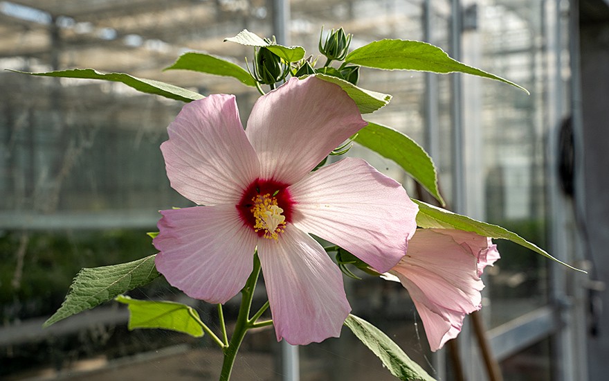 Roseneibisch (Pflanze)