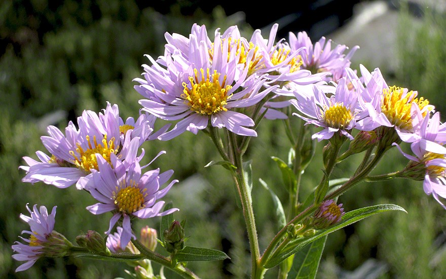 Tatarische Aster (Zi Wan) (Pflanze)