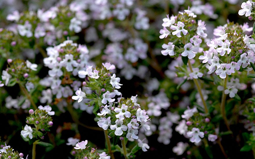 Französischer Thymian (Saatgut)