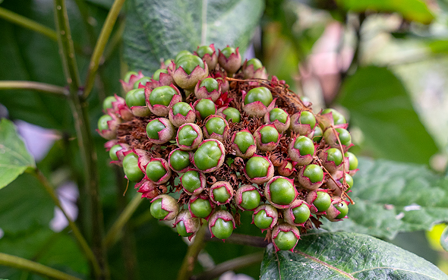 Chinesischer Losbaum, rosa (Pflanze)