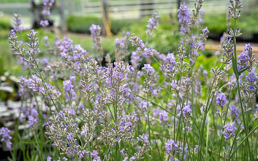 Lavendel &#039;Reve de Jean Claude&#039; (Pflanze)