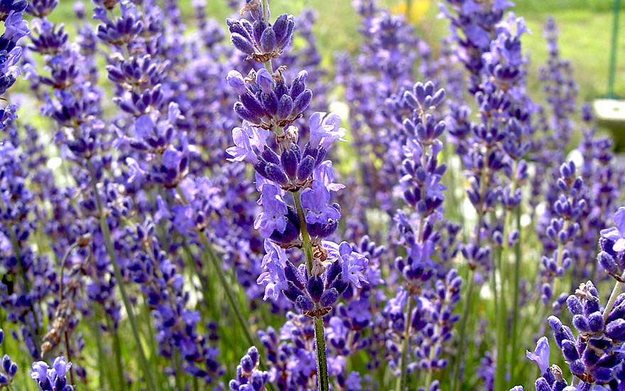 Lavendel Cecilia Pflanze Lavendel Labkraut Lungenkraut 