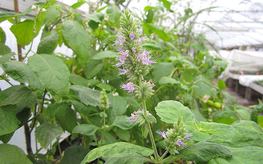 Indisches Patchouli, Wildform (Pflanze)