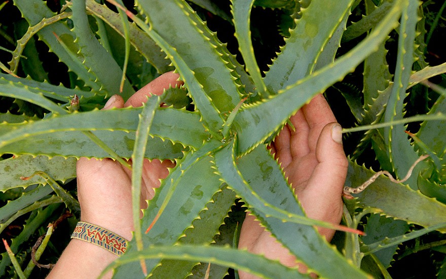 Aloe arborescens  Heilaloe Jungpflanze Baum 