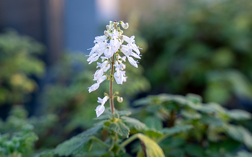 Weihrauchpflanze, grün (Pflanze)