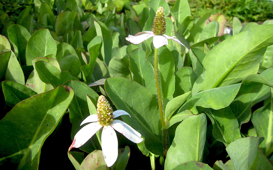 Yerba Mansa (Pflanze)