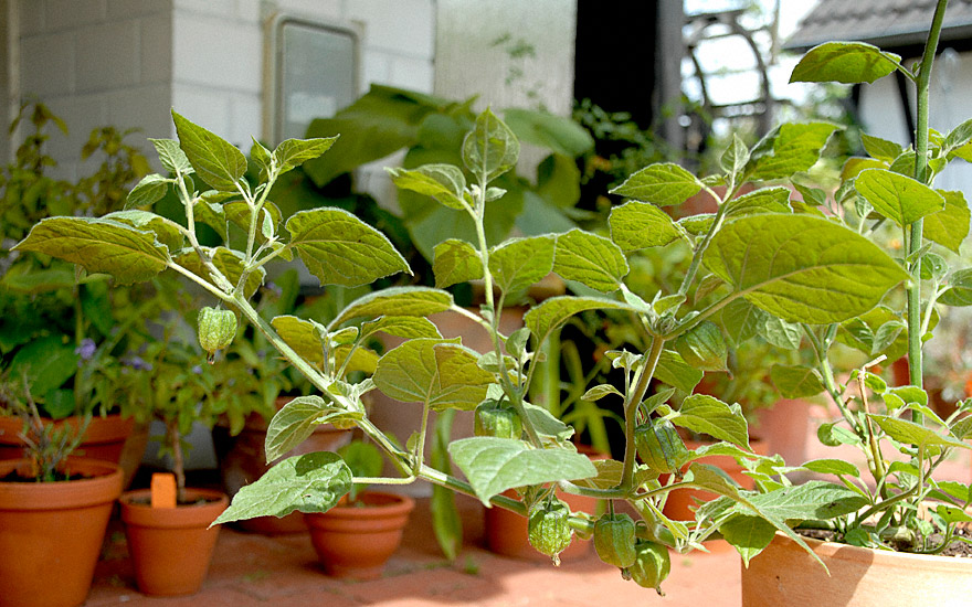 Andenbeere, Physalis (Pflanze)