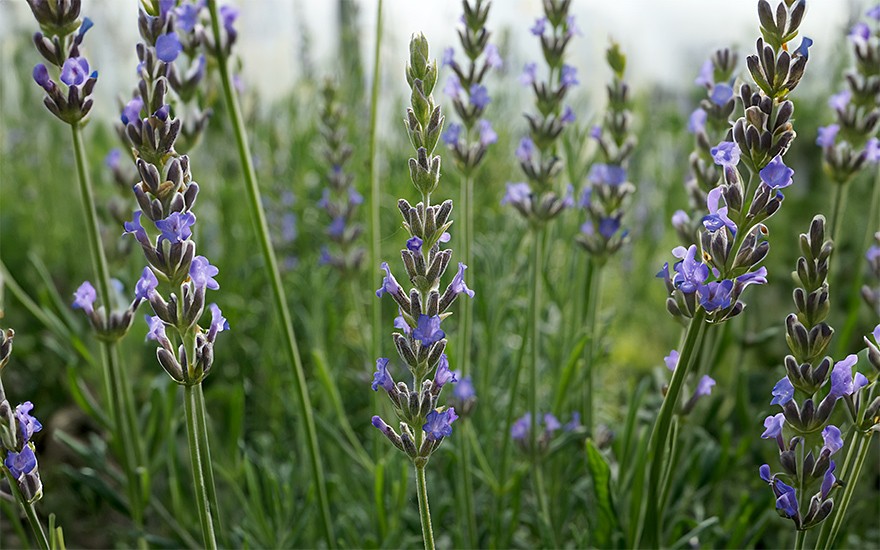 Zimmerlavendel (Pflanze)
