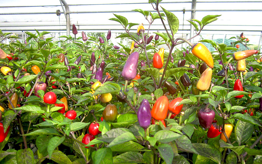 Chili 'Ecuador Purple' (Pflanze)