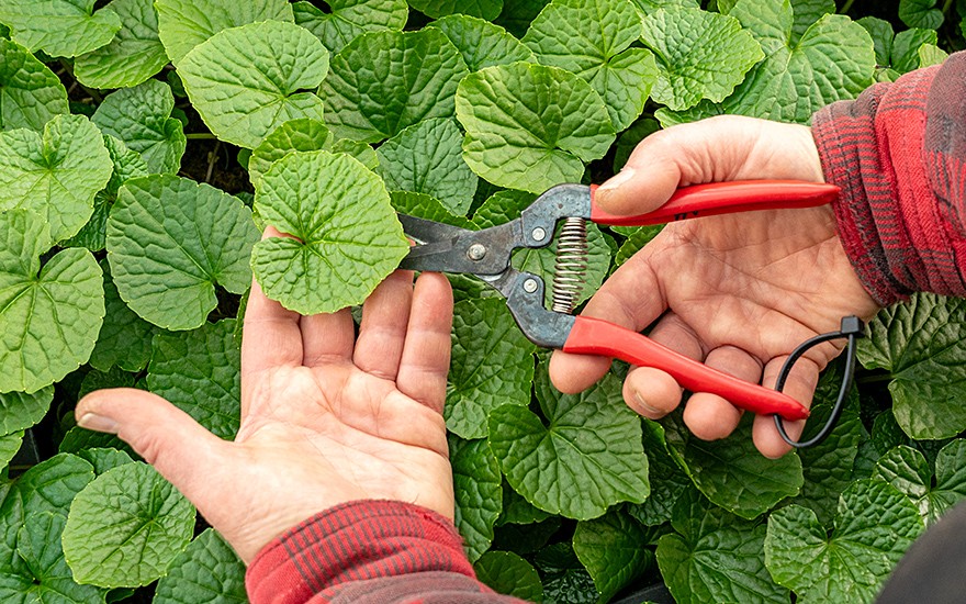 Wasabi 'Mephisto Red' (Pflanze)