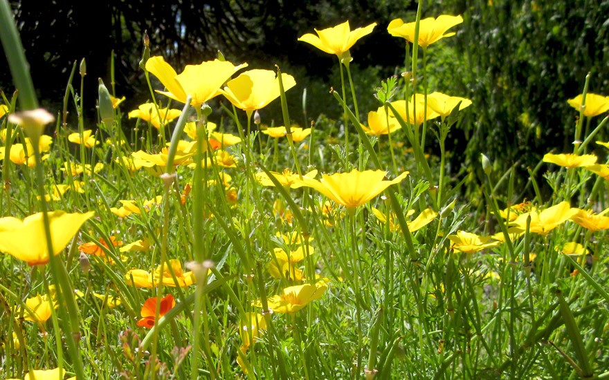 Kalifornischer Goldmohn (Saatgut)