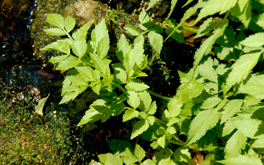 Wasserfenchel, vietnamesisch (Pflanze)