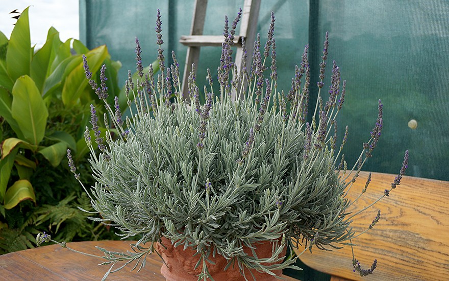 Lavendel &#039;Goodwin Creek&#039; (Pflanze)