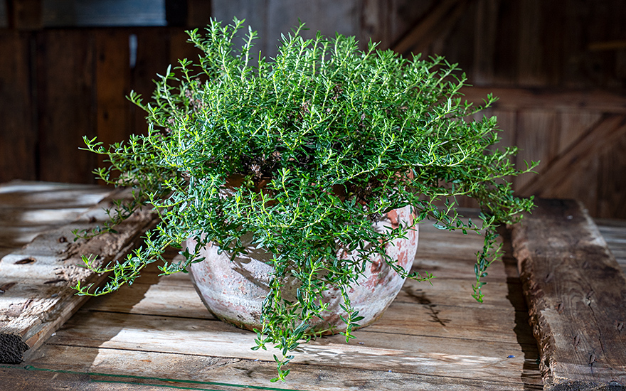 Französischer Polsterthymian (Pflanze)