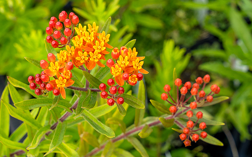 Knollige Seidenpflanze (Pflanze)